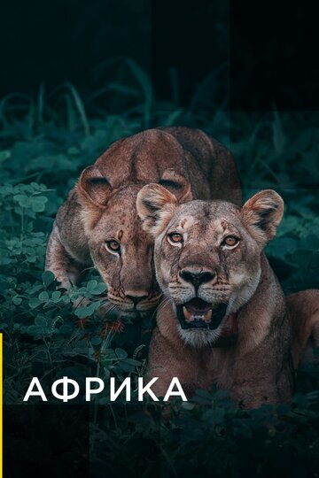 Смотреть Африка (2016) онлайн в Хдрезка качестве 720p